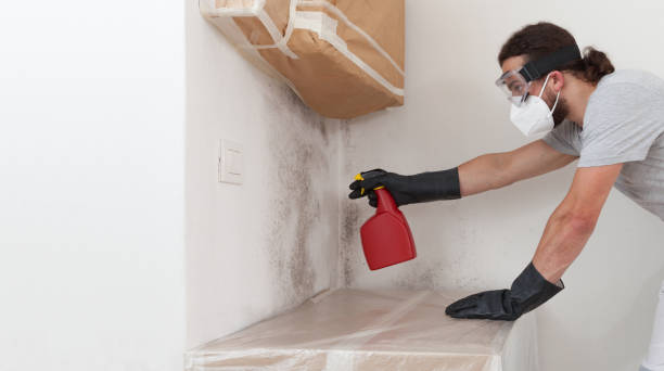 Professional Basement Mold Removal technician working in Chatham, IL