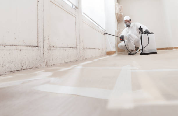24/7 Emergency Basement Mold Removal experts in Chatham, IL