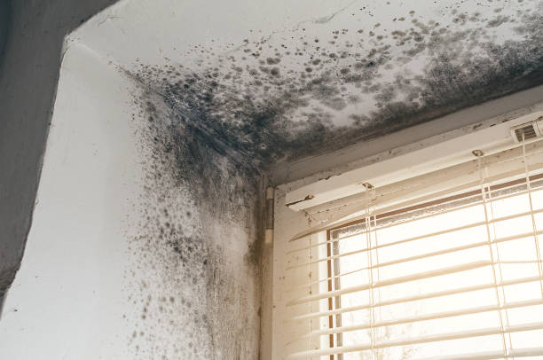 Affordable Basement Mold Removal solutions in Chatham, IL