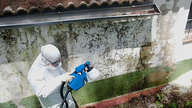 Top rated local Basement Mold Removal specialists in Chatham, IL